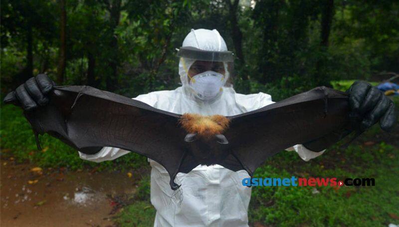 found nipah virus presence in bat says central health minister