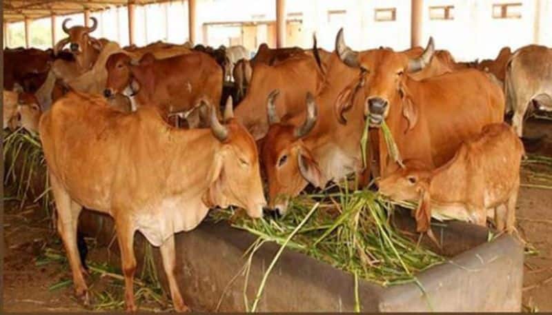 Andhra Pradesh: 100 cows found dead in private gaushala in Vijayawada