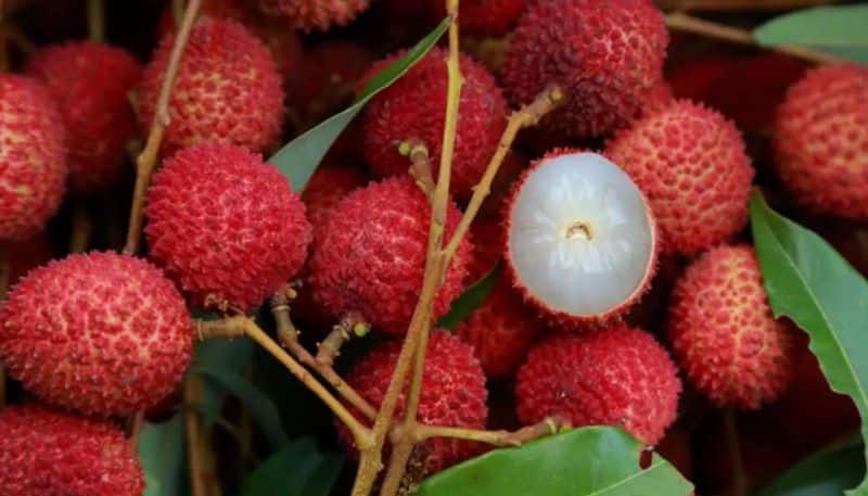 AES death Muzaffarpur brain disease believed to be linked to a toxic substance found in lychee fruit
