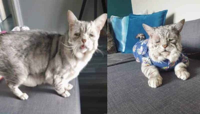 The successor to sad internet feline Grumpy Cat has been found