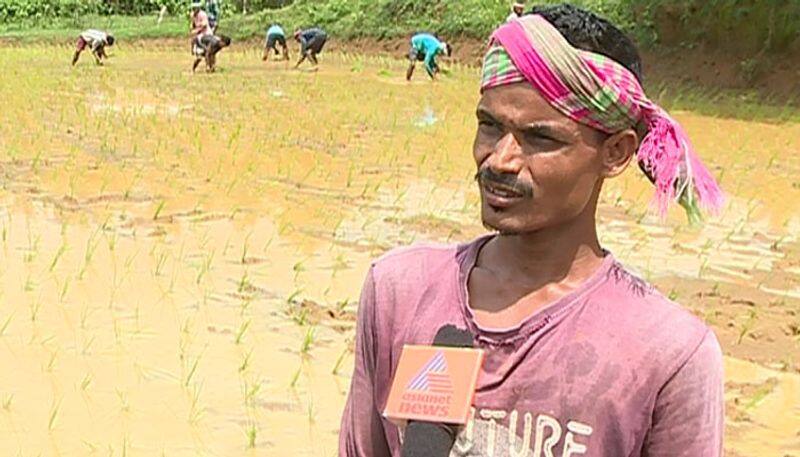 migrant labors for paddy field works in palakkad