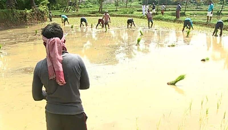 migrant labors for paddy field works in palakkad