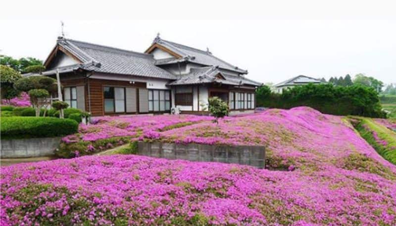 husband plants field of flowers for blind wife in japan