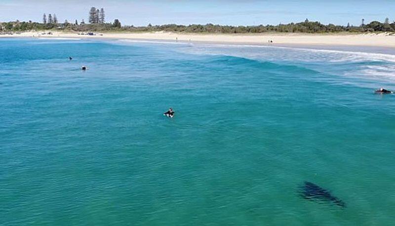 Terrifying footage has been captured of a Great White Shark stalking unaware surfers
