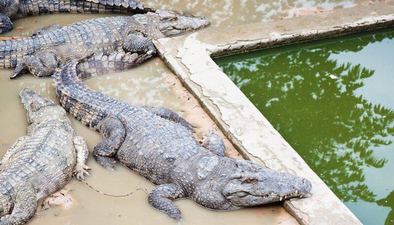 Girl 2 eaten by crocodiles after falling into enclosure