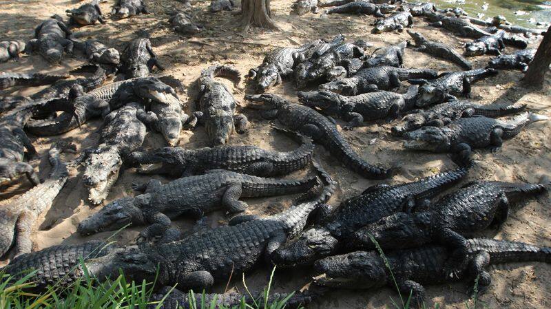 producer spends 1crore to crocodiles