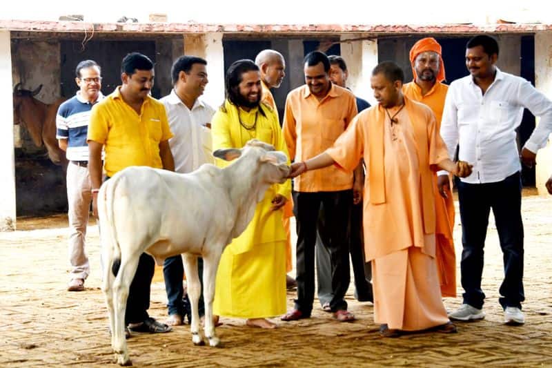 This special way taken by Chief Minister Yogi Adityanath to save cows