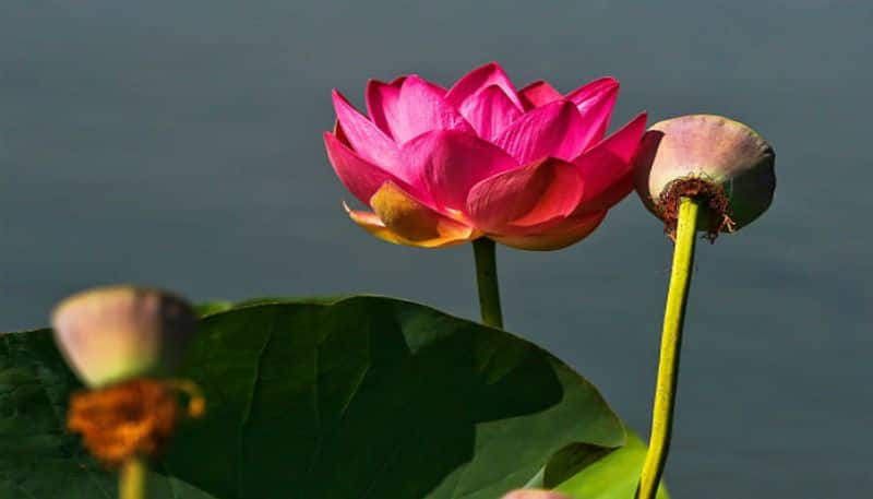 lotus is not a national flower