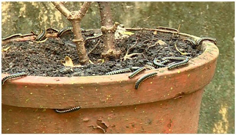 number of Millipedes increasing, perunkulam natives in trouble