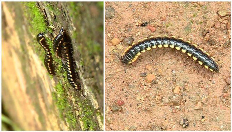 number of Millipedes increasing, perunkulam natives in trouble