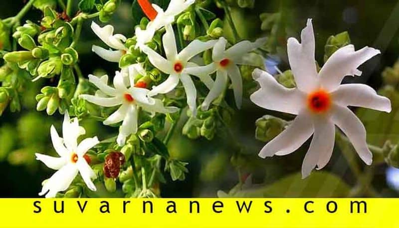 Health benefits of Parijata which has mythological significance