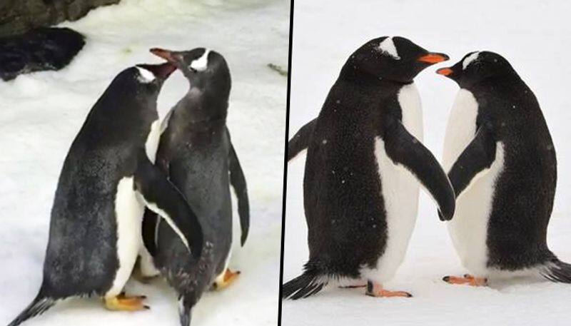 new study finds Penguins originated in Australia and New Zealand not the Antarctic