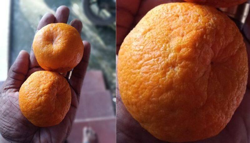 a variety orange found