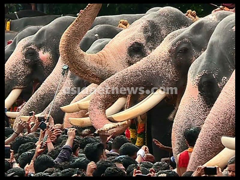 Aanayoottu Special elephant feast in Kerala wellness treatment for elephants begins at Vadakkunnathan Temple ckm