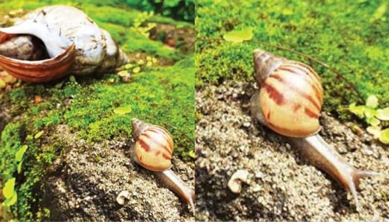 African snails may cause brain diseases