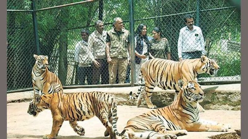 International Tiger Day: Cub named after Hima Das at Bengaluru's Bannerghatta Biological Park