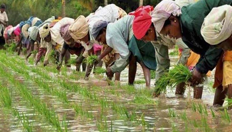 cm orders to give rs 600 per hectare to encourage live rise seeding