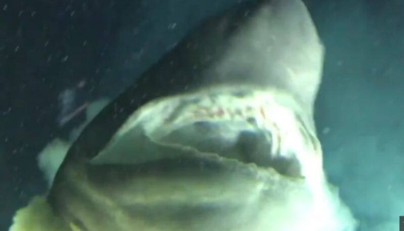 sea researchers found massive shark