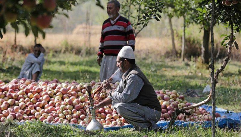 haseeb drabu opinion about Kashmir apple cultivation