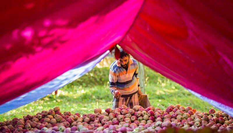 haseeb drabu opinion about Kashmir apple cultivation