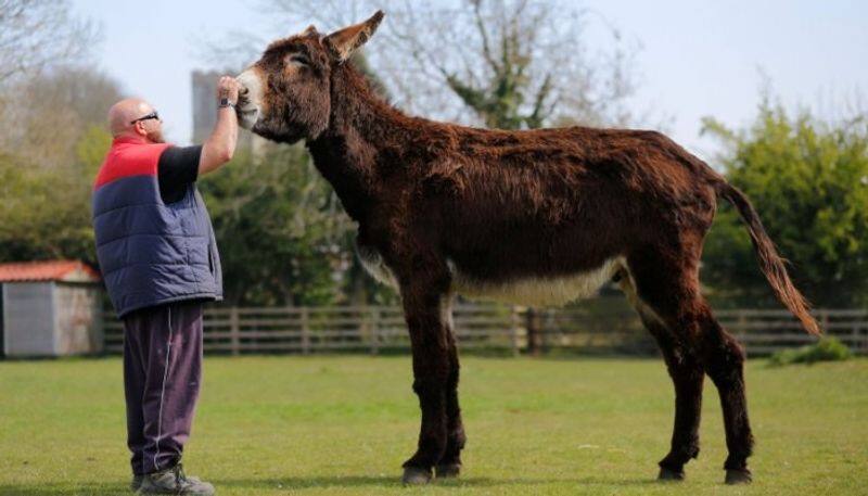 world s tallest donkey