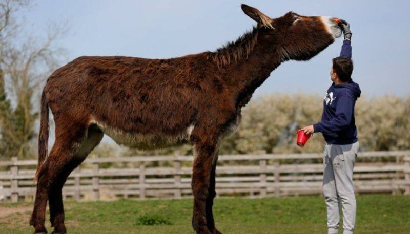 world s tallest donkey