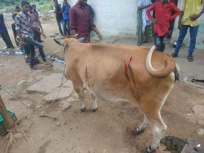 cows  cut in Ambur