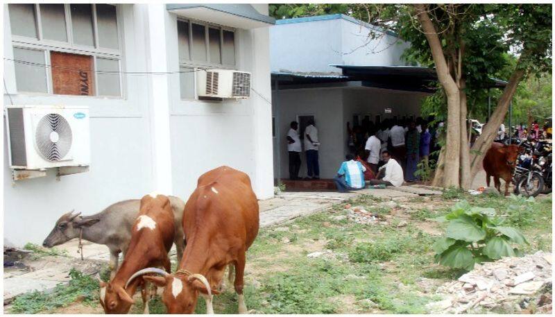 Is the Collector's office ..?  cow farm cows chasing those who petition