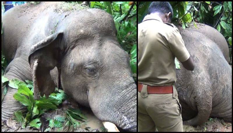 elephant found dead in kothamangalam