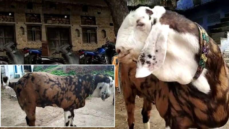 male goat in the cost of a luxury car in hamirpur uttar pradesh