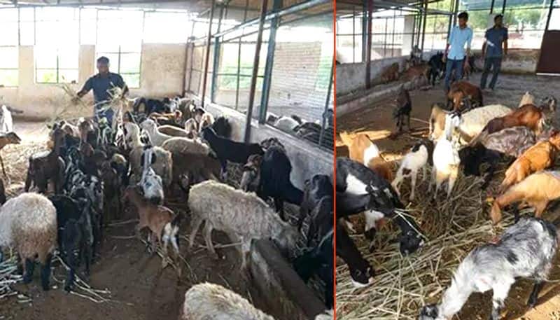 Bakrid 2019 In PM Modi Vadodara constituency, Jain group buys 100 goats sheep saves them from slaughterhouses