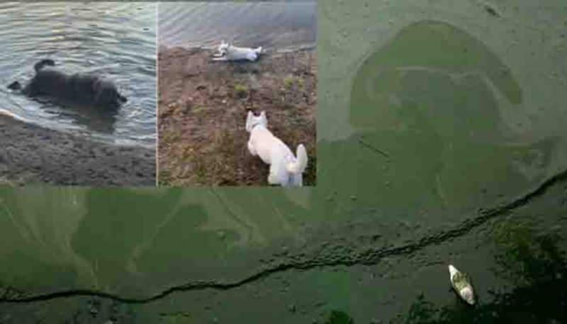 dangerous Algae killing pet dogs