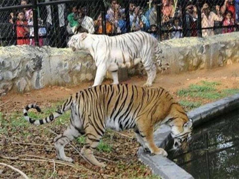 chennai youths hurt tiger