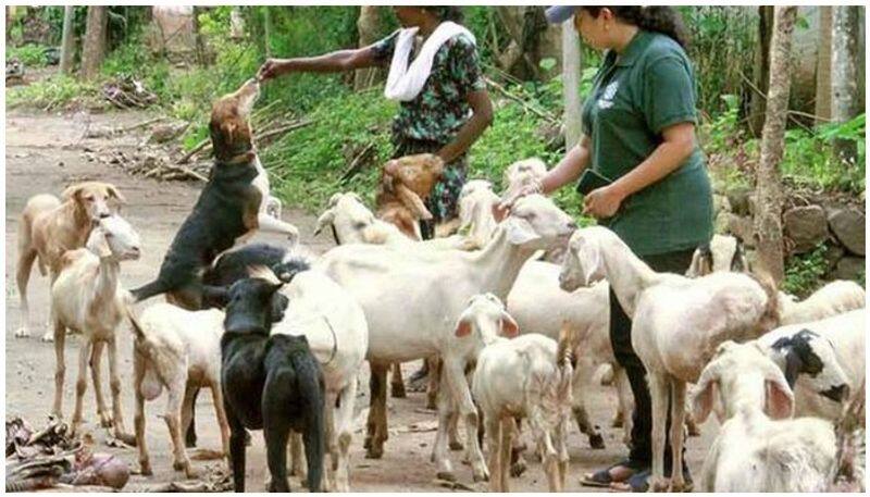 dogs become  guardian for goat