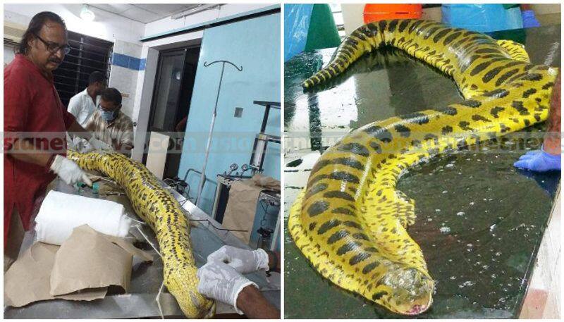 two anaconda dead in trivandrum zoo