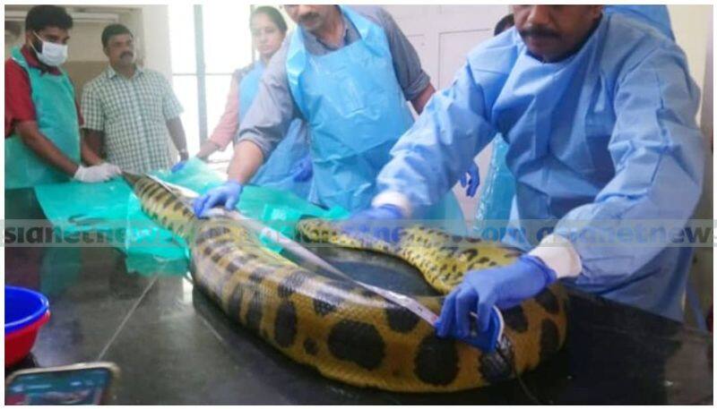 anaconda death zoo officials version