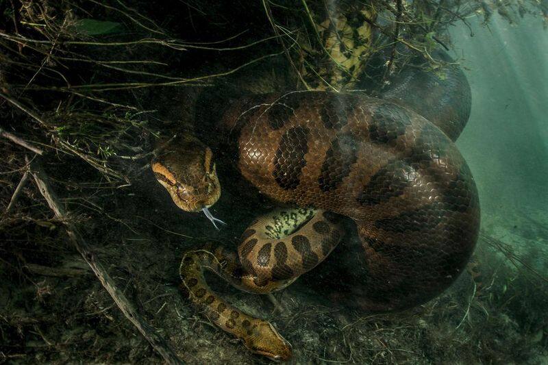 Anaconda death during sex due to strangulation in trivandrum zoo is not the first in the world