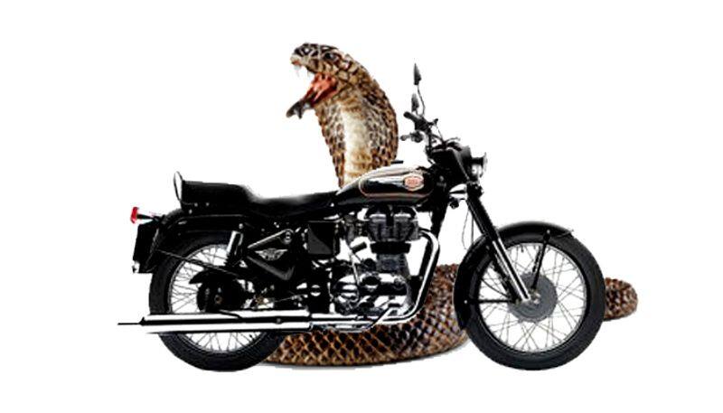 Snake found in behind seat of Royal Enfield bullet