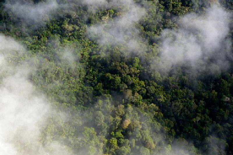 amazon rain forest will be destroying with in 15 years - UNA warning