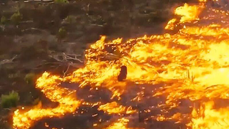 amazon fire make biggest nature disaster