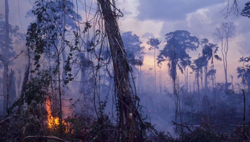 amazon forest fire brazil govt decided send army