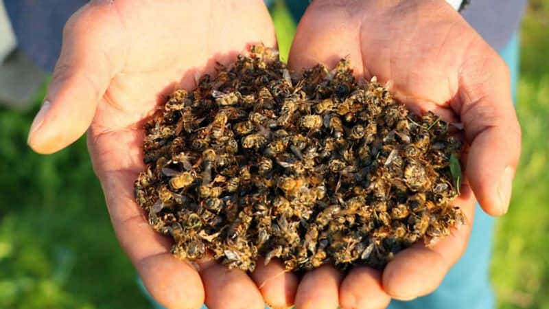 500 million bees die in Brazil, the fate of our food is in doubt