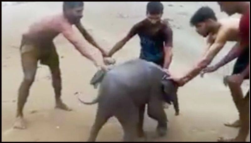 baby elephant reaches in kottoor elephant sanctuary