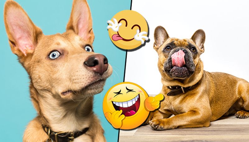 International Dog Day: Canines caught in reaction by hoomans