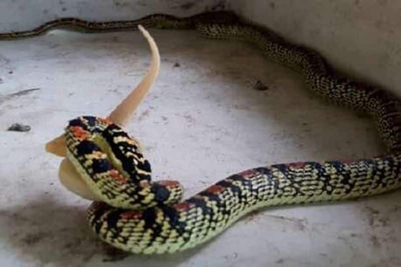 This snake is the necklace of Lord Shiva's neck, age is 900 years?