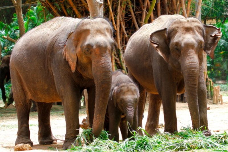 Visit these five places in Bengaluru if you want to see the true spirit of wildlife