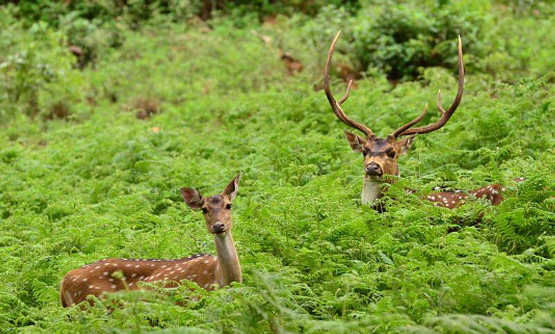 Visit these five places in Bengaluru if you want to see the true spirit of wildlife