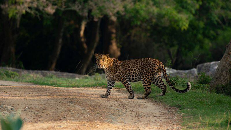 Visit these five places in Bengaluru if you want to see the true spirit of wildlife