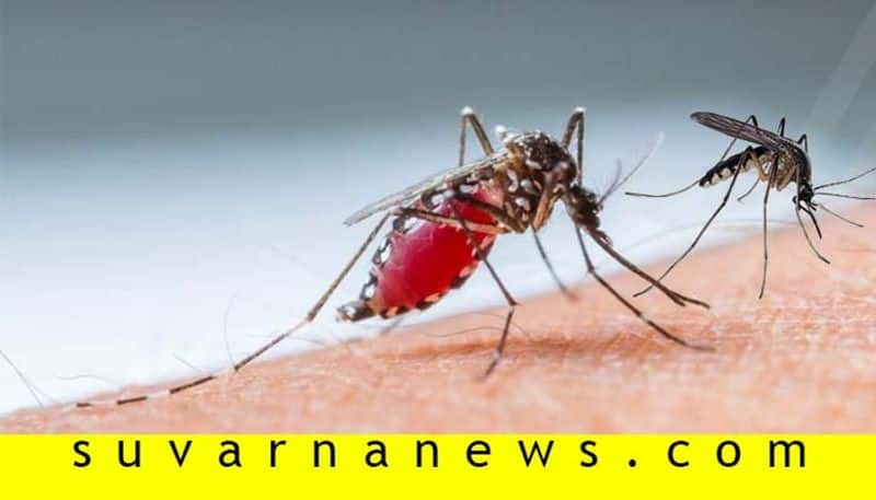 Dengue is a 12 months disease which causes by drain water