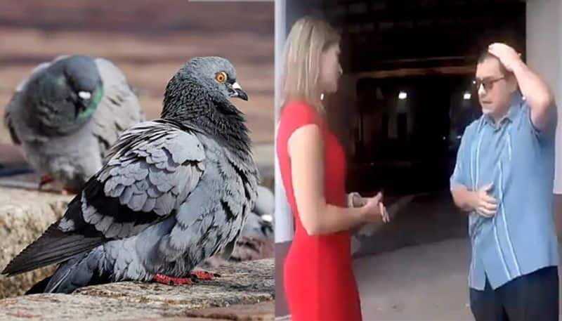 pigeon pooped on a US lawmaker while he was doing a TV interview about the problem of pigeon droppings